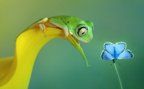 Frog Looking At Flower Wallpaper 43311
