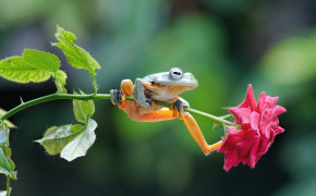 Rose Frog Jump Wallpaper 43367