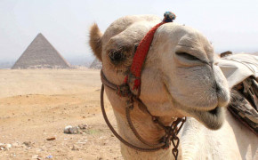 Camel Face Wallpaper 43293