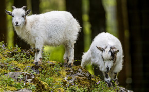 Goat Babies Finding Food Wallpaper 43322