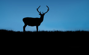 Deer Silhouette Wallpaper 43420