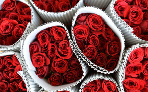 Valentines Day Rose Wallpaper 43637
