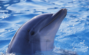 Dolphin In Sea Wallpaper 00408