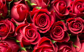 Valentines Day Rose Best Wallpaper 43636