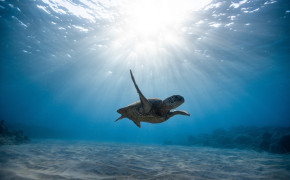 Skull Sea Turtle Underwater World Wallpaper 44401