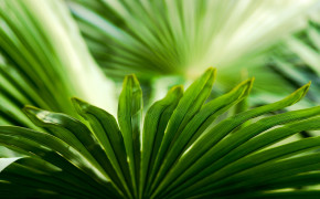 Palm Leaves Background Wallpaper 43936