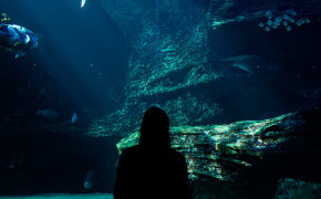 Aquarium Fish Silhouette Wallpaper 44381