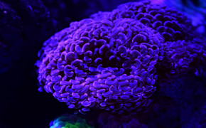 Corals Glow Underwater World Wallpaper 44383
