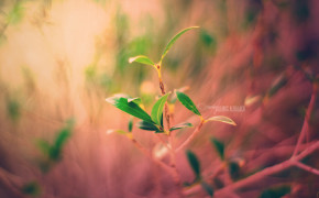 Micro Plant Widescreen Wallpapers 43847