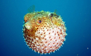 Underwater World Fish Bowl Bubbles Spikes Wallpaper 44405