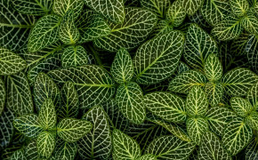 Plant Background Wallpapers 44016