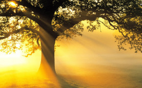 Sun Rays Tree HD Desktop Wallpaper 44315