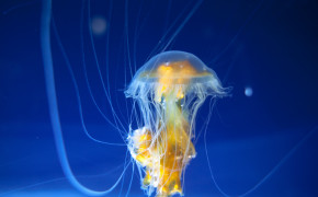 Jellyfish Tentacles Wallpaper 44391