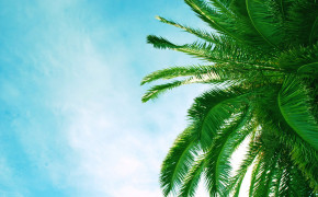 Palm Leaves Desktop Wallpaper 43938