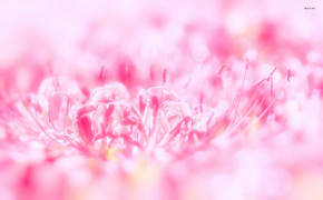 Pink Flower Background Wallpaper 43966