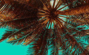 Palm HD Background Wallpaper 43928