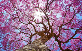 Pink Tree Wallpaper 43977