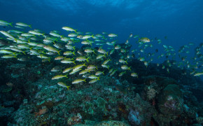 Underwater World Corals Fish Wallpaper 44402