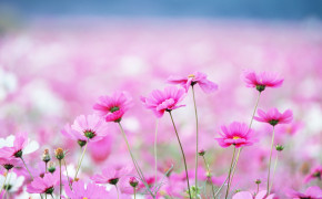Pink Flower HD Wallpapers 43970