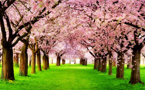 Pink Tree HD Desktop Wallpaper 43976