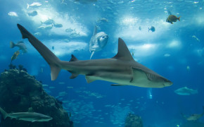 Underwater World Sharks Wallpaper 44406