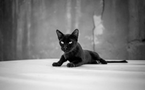 Black Cat Wallpaper 44424