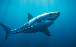 Shark Background HD Wallpapers 44752