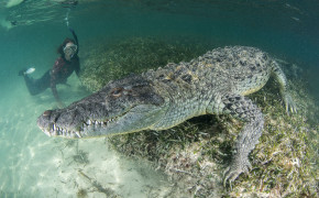 Underwater Crocodile Wallpaper 44813
