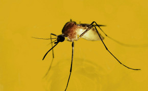 Mosquito HD Desktop Wallpaper 44708