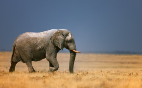 Elephant HD Desktop Wallpaper 44616