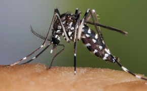 Mosquito Wallpaper HD 44712