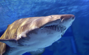 Shark HD Wallpaper 44760