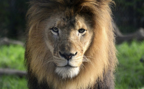 Lion HD Wallpapers 44685
