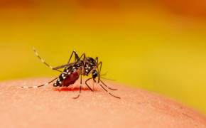 Mosquito Background Wallpaper 44702