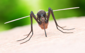 Mosquito Best HD Wallpaper 44704