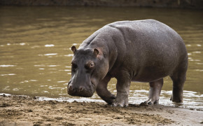 Hippopotamus HD Desktop Wallpaper 44644