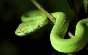 Smooth Green Snake Background Wallpaper 44766