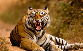 Angry Tiger Wallpaper 44558