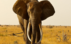 Elephant Background Wallpaper 44609