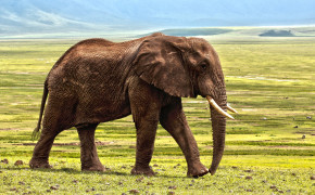 Elephant Best HD Wallpaper 44611