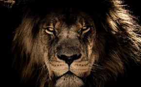 Lion Background Wallpapers 44678