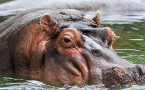 Hippopotamus Wallpaper 44649