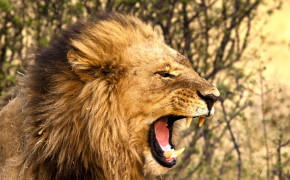 Lion Roar Wallpaper 44690
