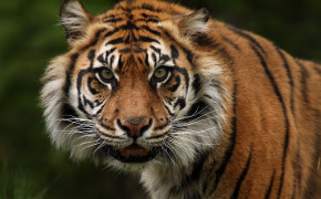 Angry Tiger Best Wallpaper 44557