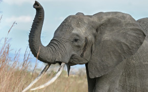 Elephant HD Wallpaper 44617