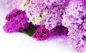 Lilac Flowers Wallpaper 00444