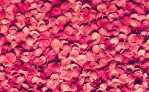 Petals Background Wallpaper 04273