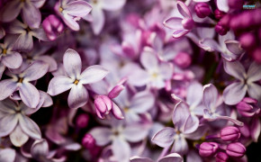 Lilac Flower Wallpaper 00443