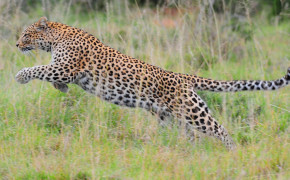 Leopard Background HD Wallpapers 45177