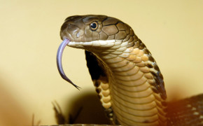 King Cobra Background Wallpapers 45137